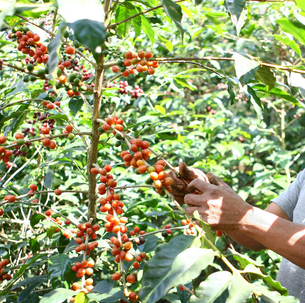 El Salvador El Ciprés - Natural